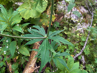 Ranunculus platanifolius