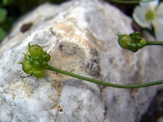 Ranunculus platanifolius