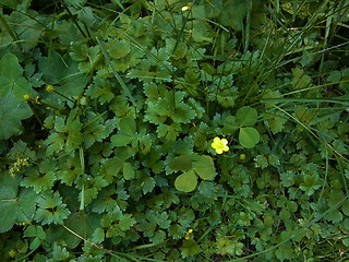 Ranunculus repens