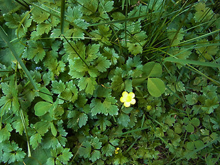 Ranunculus repens