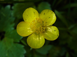 Ranunculus repens