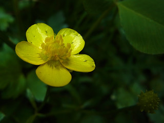 Ranunculus repens