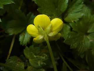 Ranunculus repens