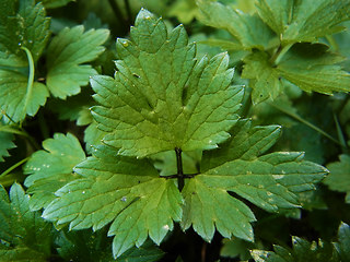 Ranunculus repens