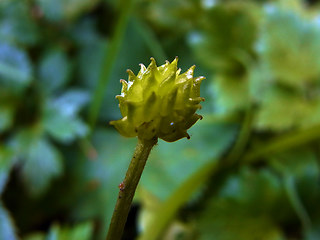 Ranunculus repens