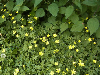 Ranunculus repens