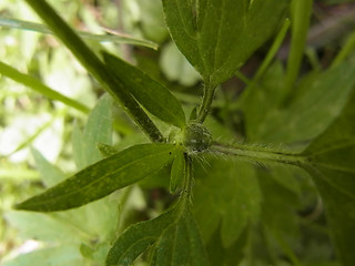 Ranunculus repens