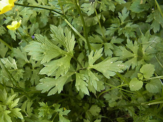 Ranunculus repens