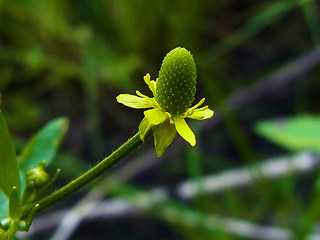 Ranunculus sceleratus