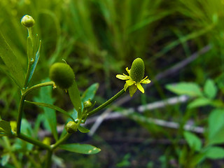 Ranunculus sceleratus