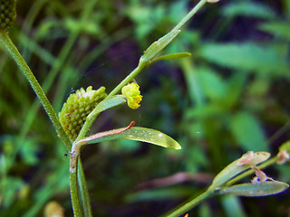 Ranunculus sceleratus