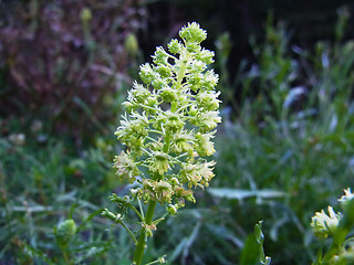 Reseda lutea