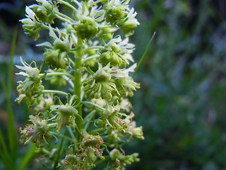 Reseda lutea