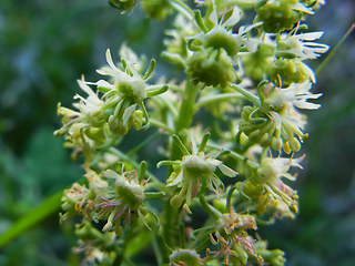 Reseda lutea