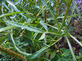 Reseda lutea