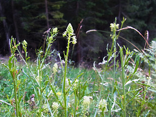 Reseda lutea