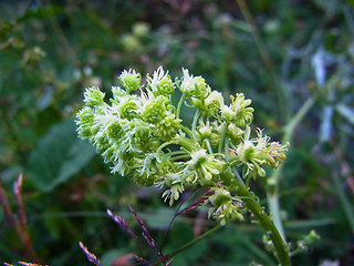 Reseda lutea