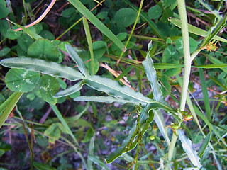 Reseda lutea