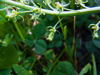 Reseda lutea