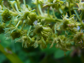 Reseda lutea