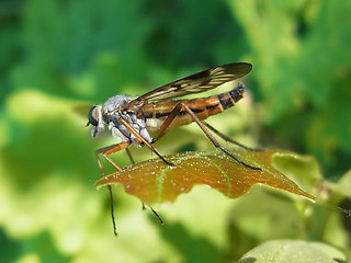 Rhagio scolopaceus
