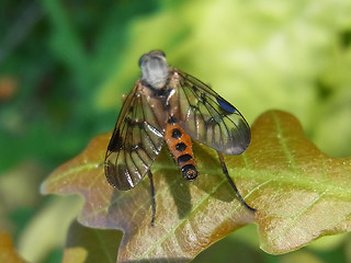 Rhagio scolopaceus