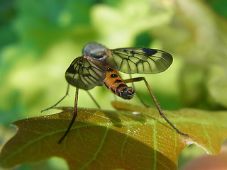 Rhagio scolopaceus