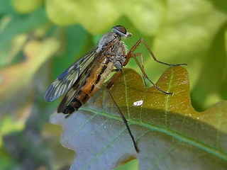 Rhagio scolopaceus