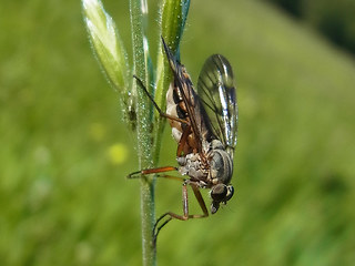 Rhagio scolopaceus