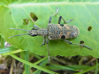 Rhagium mordax