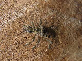 Rhagium mordax