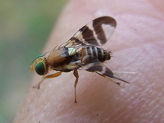 Rhagoletis completa
