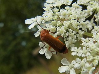 Rhagonycha fulva