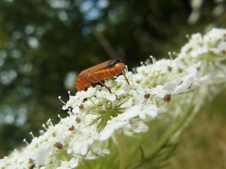 Rhagonycha fulva