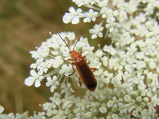 Rhagonycha fulva