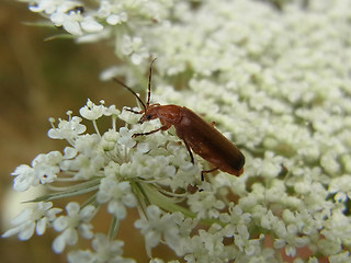 Rhagonycha fulva