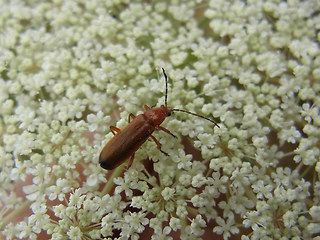 Rhagonycha fulva