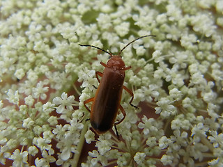 Rhagonycha fulva