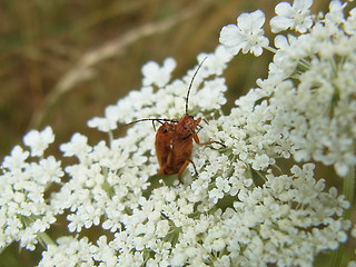 Rhagonycha fulva