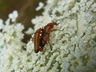 Rhagonycha fulva