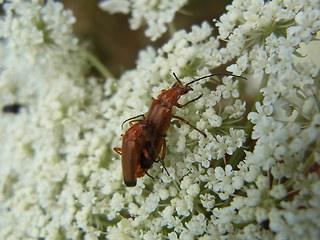 Rhagonycha fulva