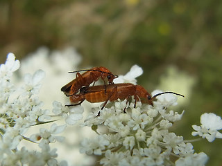 Rhagonycha fulva