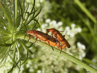 Rhagonycha fulva