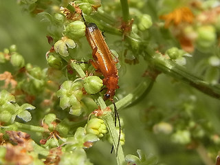 Rhagonycha fulva