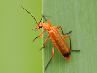 Rhagonycha fulva