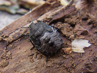 Rhaphigaster nebulosa