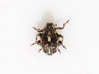 Rhinoncus perpendicularis