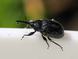 Rhinusa asellus