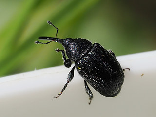 Rhinusa asellus