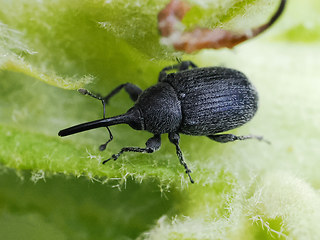Rhinusa asellus